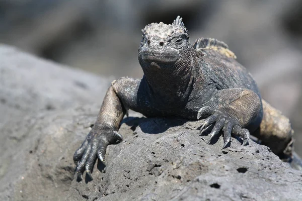 Lagarto Del Mar Negro Sobre Una Roca Islas Galápagos Ecuador —  Fotos de Stock