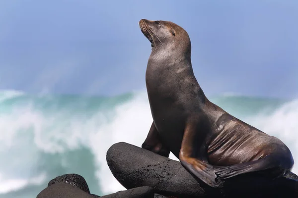 a sea lion on a rock, galapagos islands, ecuador