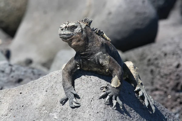 Lagarto Del Mar Negro Sobre Una Roca Islas Galápagos Ecuador —  Fotos de Stock