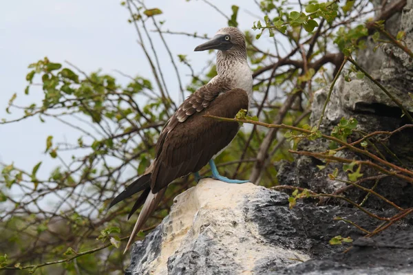 Booby Una Roccia Isole Galapagos Ecuador — Foto Stock