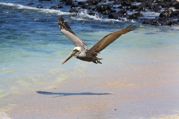 Pelikan, galapagos Adaları, Ekvador uçan