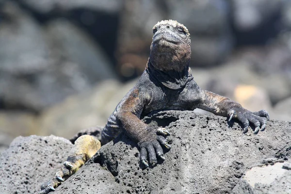 Lagarto Del Mar Negro Sobre Una Roca Islas Galápagos Ecuador —  Fotos de Stock