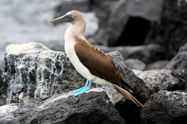 Nichon Îles Galapagos Écuador — Photo