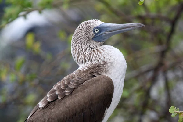 Nichon Îles Galapagos Écuador — Photo