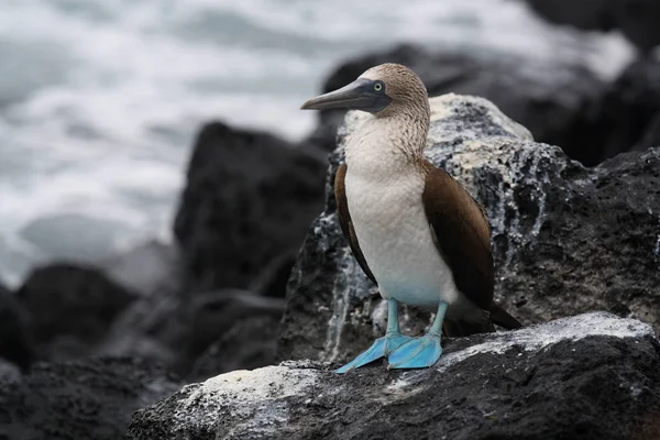 Booby Galapagos Islands Ecuador — Stock Photo, Image