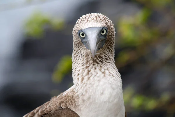 Nichon Îles Galapagos Écuador — Photo