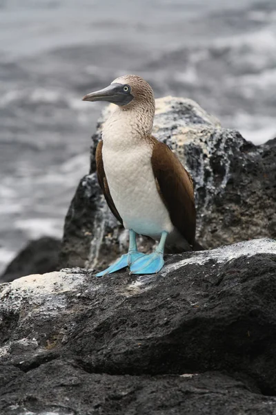 Kayanın üzerinde bir meme. Galapagos Adaları, Ekvador.