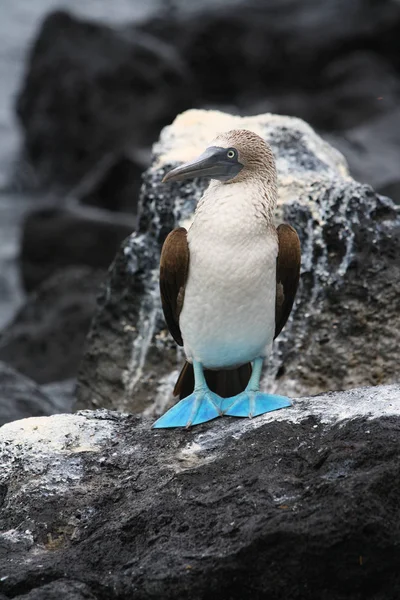 Nichon Sur Rocher Îles Galapagos Écuador — Photo