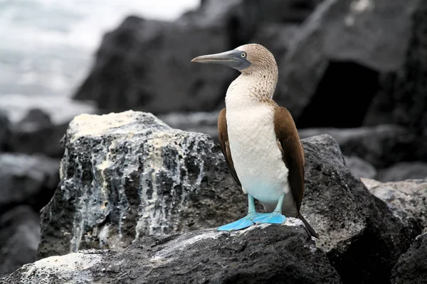Kayanın üzerinde bir meme. Galapagos Adaları, Ekvador.