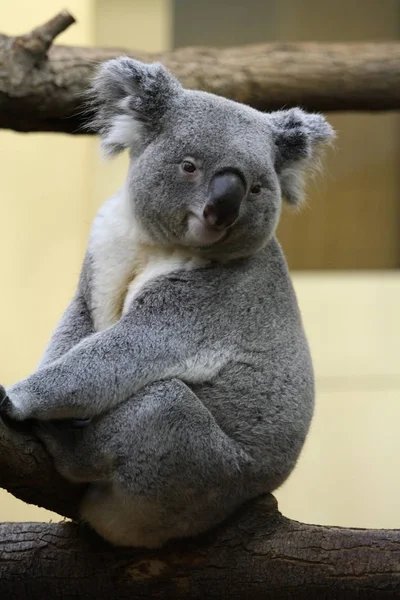 Koala Zoo — Zdjęcie stockowe
