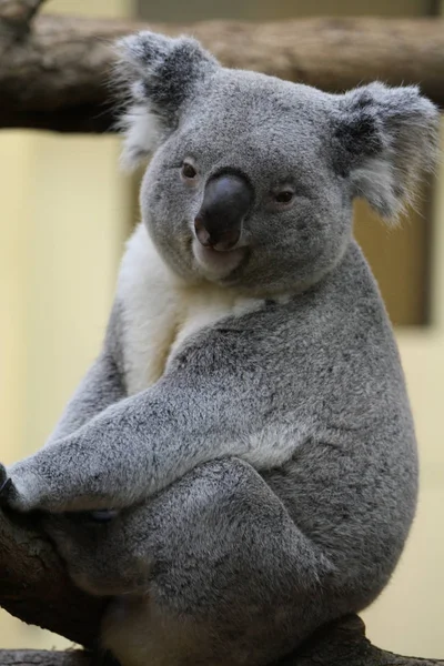 Hayvanat bahçesindeki bir koala