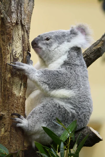 Hayvanat bahçesindeki bir koala