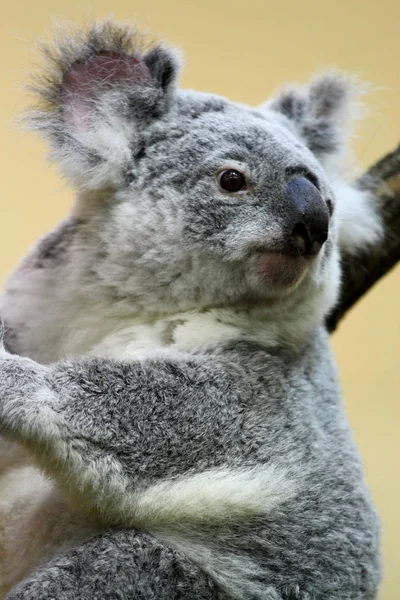 Een Koala Een Dierentuin — Stockfoto