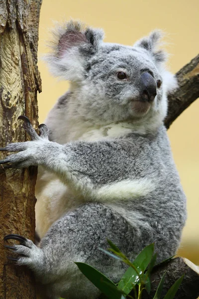 Koala Ett Zoo — Stockfoto