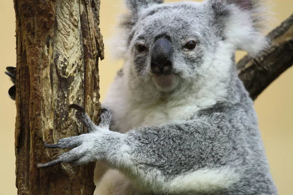 Hayvanat bahçesindeki bir koala