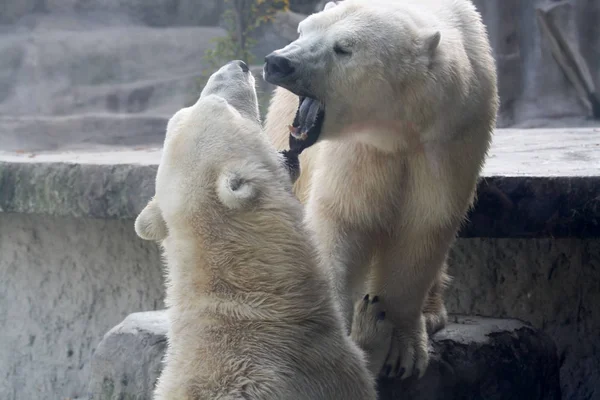 Ένα Ζευγάρι Πολικών Αρκούδων Παίζει — Φωτογραφία Αρχείου