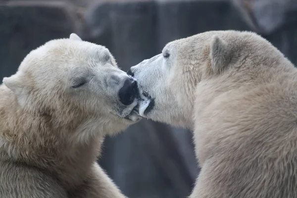 Ένα Ζευγάρι Πολικών Αρκούδων Φιλιούνται — Φωτογραφία Αρχείου