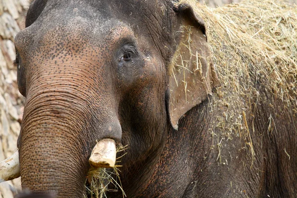 Elefante Zoológico — Foto de Stock