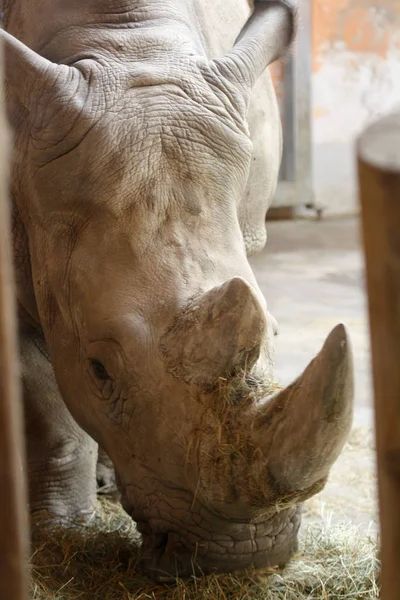 Rinoceronte Pastando Zoológico —  Fotos de Stock