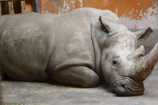 Rinoceronte Tirado Suelo —  Fotos de Stock