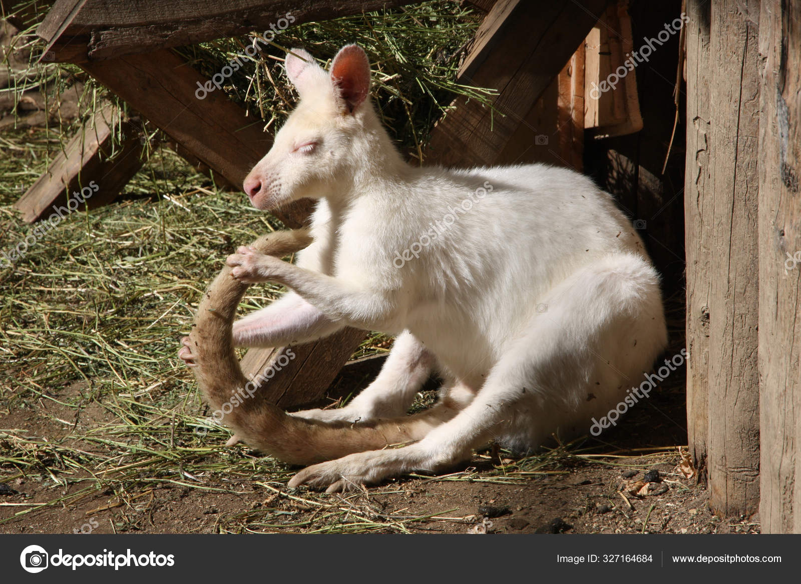 White Kangaroo Sunbathing Zoo Stock Photo by ©Viajero72 327164684
