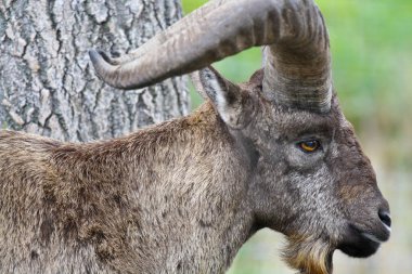 Profilde poz veren bir dağ keçisi