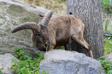 Ağacın arkasında bir dağ keçisi