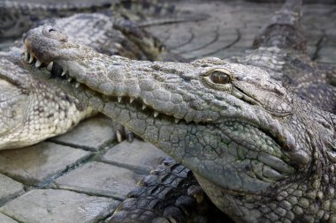 Hayvanat bahçesinde poz veren bir timsah.