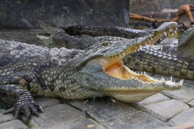 Hayvanat bahçesinde esneyen bir timsah.