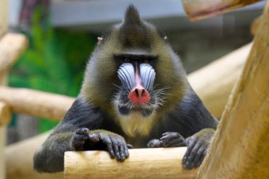 Bir hamedryad maymunu, etrafını koruyor.