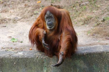 Erkek orangutan elinde bir şey tutuyor.