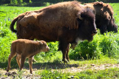 Buzağılı dişi bizonlar 