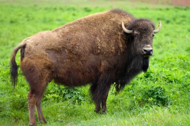 Genç dişi bizon sahada