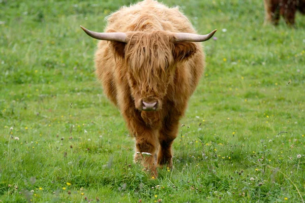 Uma Vaca Montanhosa Andando Campo — Fotografia de Stock