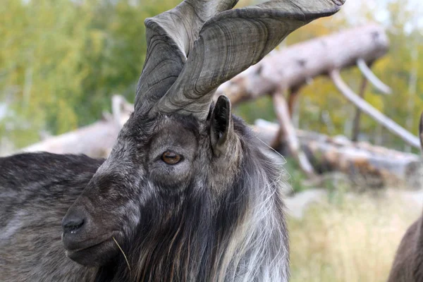 Screw Horned Goat Posing Profile — 스톡 사진