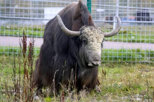 yak bull (tibet boğası)