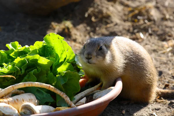 Ένα Meerkat Προετοιμασία Για Δείπνο — Φωτογραφία Αρχείου