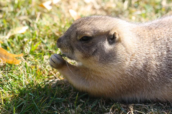 Ένα Meerkat Μάσημα Γρασίδι — Φωτογραφία Αρχείου