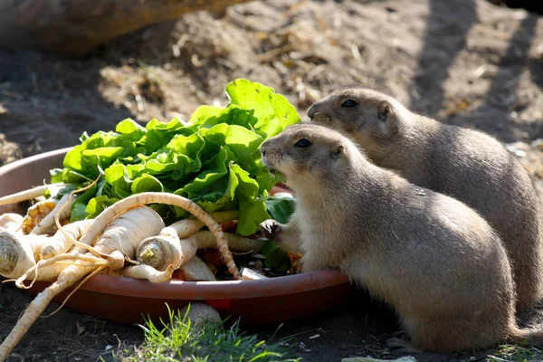 Couple Meerkats Dining — Stock Photo, Image