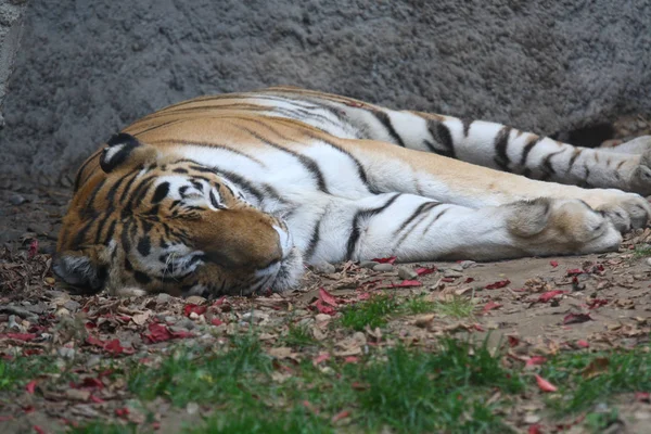 Tiger Som Vilar Marken — Stockfoto