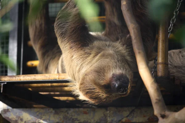 Sengångare Som Sover Baksidan — Stockfoto