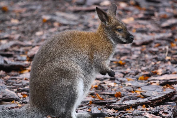 Baby Känguru Poserar Profil — Stockfoto