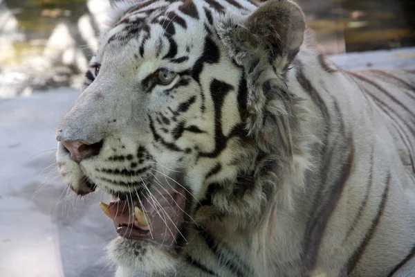 Tigre Blanco Bostezando — Foto de Stock