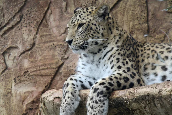 Jaguar Posant Profil — Photo