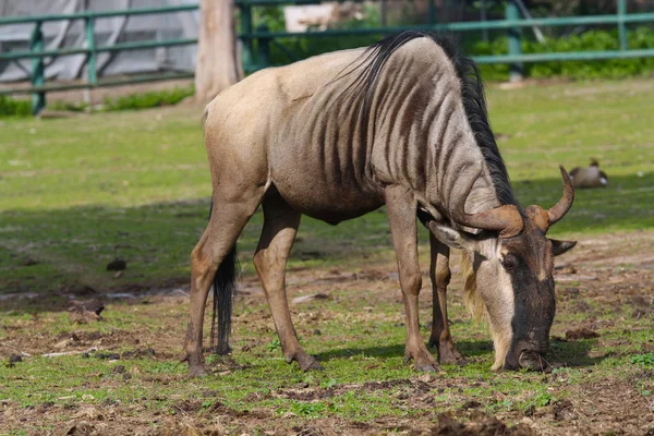 Wildebeest Grazing Enclosure — Stock Photo, Image