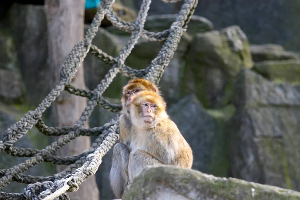 Ένα Ζευγάρι Μαϊμούδες Που Κοιτάζουν Από Μια Πέτρα — Φωτογραφία Αρχείου