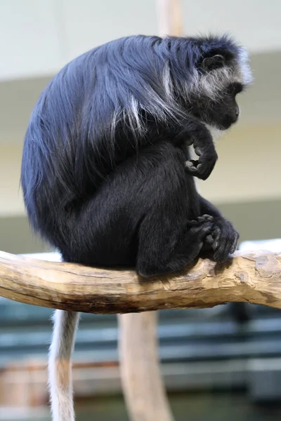 Svart Gibbon Som Sitter Ett Träd — Stockfoto