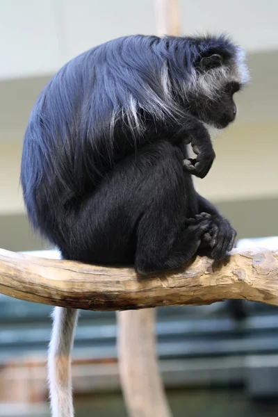 Gibón Negro Sentado Árbol —  Fotos de Stock