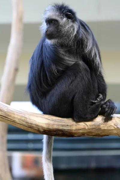 Svart Gibbon Som Sitter Ett Träd — Stockfoto