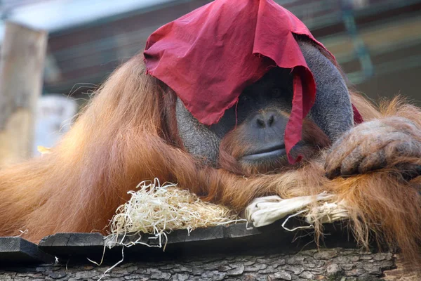 Stor Manlig Orangutang Sova — Stockfoto